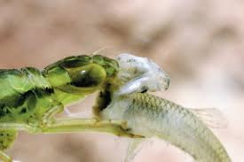 Attēlu rezultāti vaicājumam “Gomphidae”