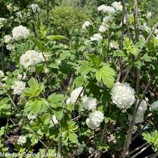 Attēlu rezultāti vaicājumam “Viburnum opulus flower”
