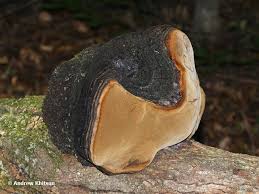Attēlu rezultāti vaicājumam “Phellinus igniarius”