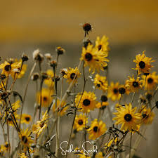 Attēlu rezultāti vaicājumam “Helianthus annuus flower”