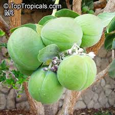 Attēlu rezultāti vaicājumam “Sesleria caerulea fruit”