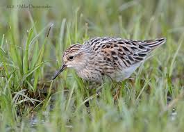 Image result for Calidris subminuta