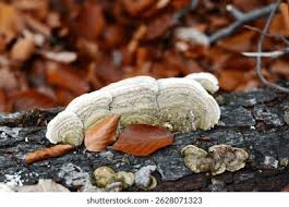 Attēlu rezultāti vaicājumam “Trametes hirsuta”