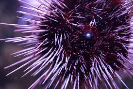 Image result for Mesocentrotus franciscanus