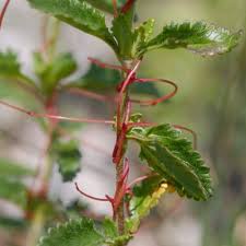 Attēlu rezultāti vaicājumam “Cuscuta epithymum subsp. trifolii flower”