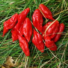 Afbeeldingsresultaat voor paper lantern hot pepper