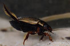 Attēlu rezultāti vaicājumam “Colymbetes striatus”