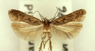 Attēlu rezultāti vaicājumam “Gelechia scotinella”