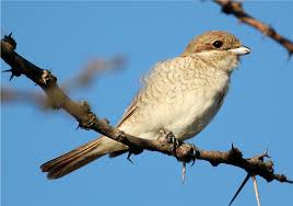 Attēlu rezultāti vaicājumam “Lanius collurio”