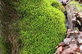 Attēlu rezultāti vaicājumam “Anomodon viticulosus”