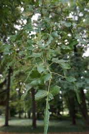 Attēlu rezultāti vaicājumam “Tilia platyphyllos Laciniata”