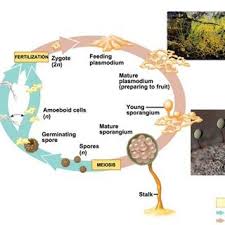 Attēlu rezultāti vaicājumam “Cribraria purpurea plasmodium”