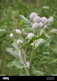 Attēlu rezultāti vaicājumam “Arctium tomentosum leaf”