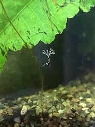 Attēlu rezultāti vaicājumam “Didymium aggregatum macro”