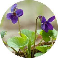 Attēlu rezultāti vaicājumam “Viola odorata leaf”