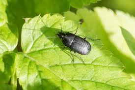 Attēlu rezultāti vaicājumam “Dasytes caeruleus imago”