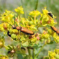 Attēlu rezultāti vaicājumam “Anogcodes melanurus”