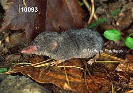 Attēlu rezultāti vaicājumam “Sorex sp.”