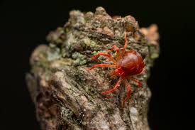 Attēlu rezultāti vaicājumam “Poecilochirus sp.”