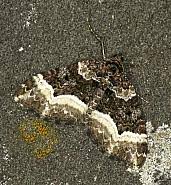 Attēlu rezultāti vaicājumam “Euphyia unangulata”