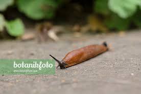 Attēlu rezultāti vaicājumam “Arion lusitanicus”