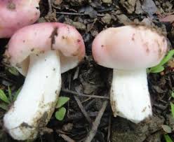 Attēlu rezultāti vaicājumam “Lactarius lygniotus”