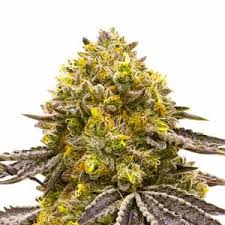 Attēlu rezultāti vaicājumam “Cannabis sativa fruit”