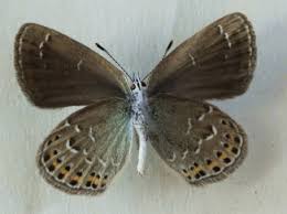 Attēlu rezultāti vaicājumam “Thecabius affinis imago”