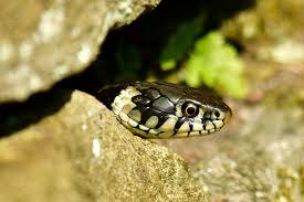 Image result for Ringelnatter