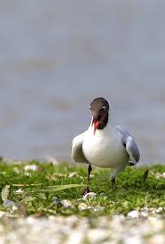 Attēlu rezultāti vaicājumam “Larus ridibundus adult”