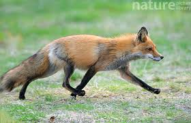 Attēlu rezultāti vaicājumam “Vulpes vulpes”