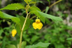 Attēlu rezultāti vaicājumam “Impatiens noli-tangere leaf”