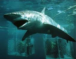 Image result for Carcharhinus brachyurus