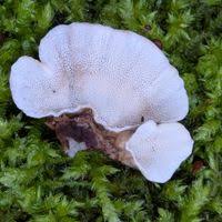 Attēlu rezultāti vaicājumam “Trametes versicolor”