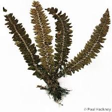 Attēlu rezultāti vaicājumam “Polystichum lonchitis”