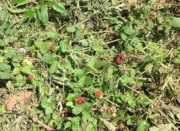 Attēlu rezultāti vaicājumam “Fragaria viridis leaf”