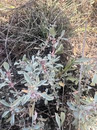 Attēlu rezultāti vaicājumam “Atriplex littoralis fruit”