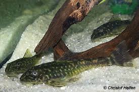 Attēlu rezultāti vaicājumam “Spilosoma sp.”
