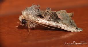 Attēlu rezultāti vaicājumam “Euplexia lucipara”