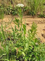 Attēlu rezultāti vaicājumam “Sium latifolium”