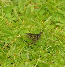 Attēlu rezultāti vaicājumam “Ephemera vulgata”