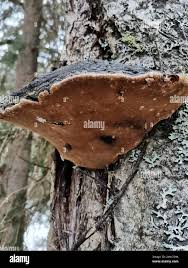 Attēlu rezultāti vaicājumam “Phellinus alni”