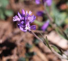 Attēlu rezultāti vaicājumam “Polygalaceae”