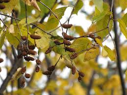 Attēlu rezultāti vaicājumam “Betula alleghaniensis”