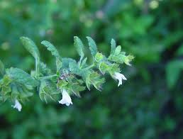Image result for Melissa officinalis