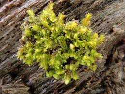 Attēlu rezultāti vaicājumam “Lophozia longidens”