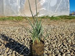 Attēlu rezultāti vaicājumam “Carex panicea flower”