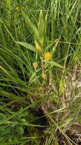 Attēlu rezultāti vaicājumam “Lysimachia thyrsiflora leaf”
