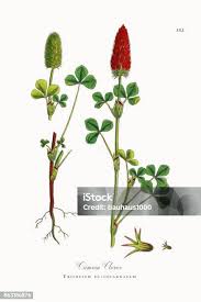 Image result for Trifolium incarnatum