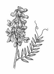 Attēlu rezultāti vaicājumam “Vicia cracca fruit”